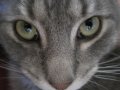 my_new_feline_overlord_by_skylanth-d3bqdos.jpg